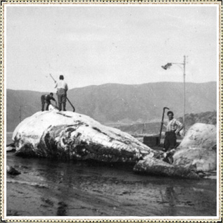 Quintay, Faenadora de Ballenas