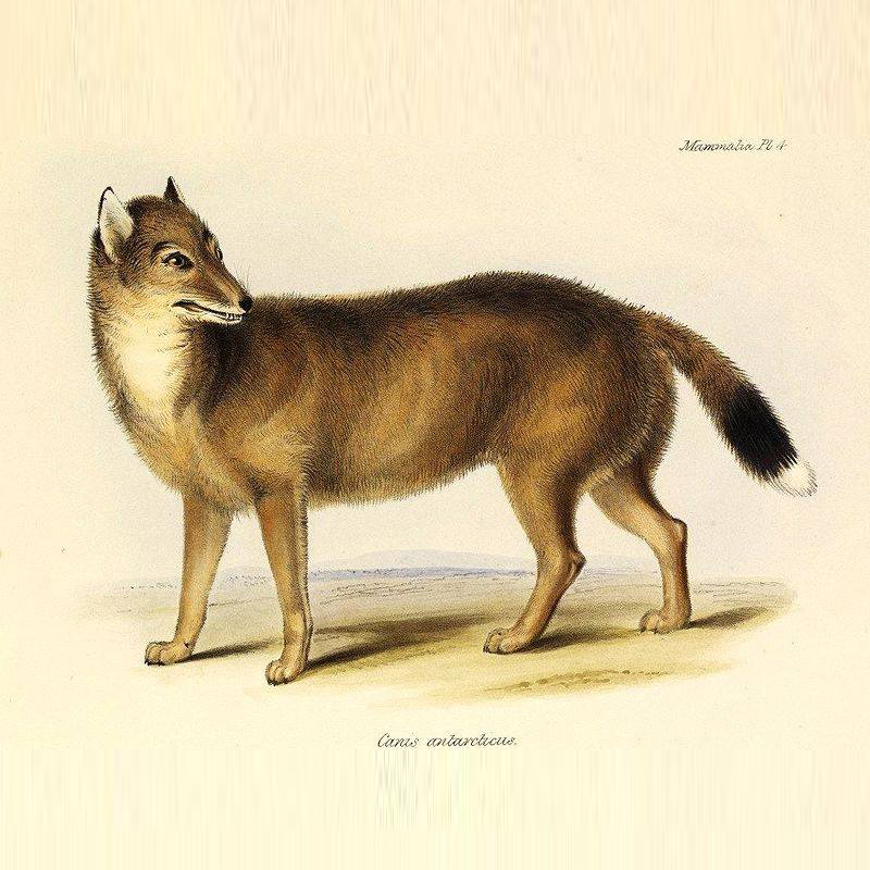 El Perro Fueguino