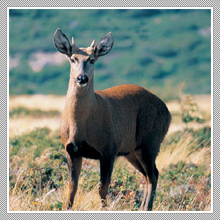 El Huemul, uno de los representantes del escudo nacional.