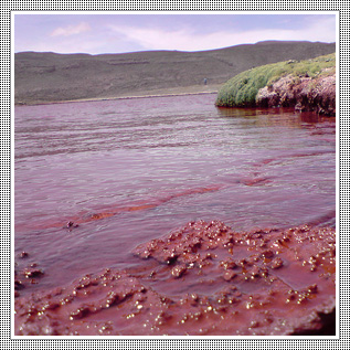 Camiña y la Misteriosa Laguna Roja